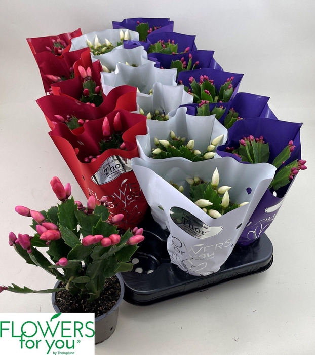 <h4>SCHLUMB GEM 3 KL</h4>