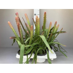 Epiphyllum overig Red tip