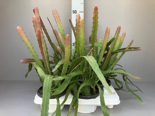 <h4>Epiphyllum overig Red tip</h4>