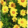 Coreopsis overig