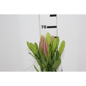 LIRIO BRINDISI 070 CM HT 2/3 FLS