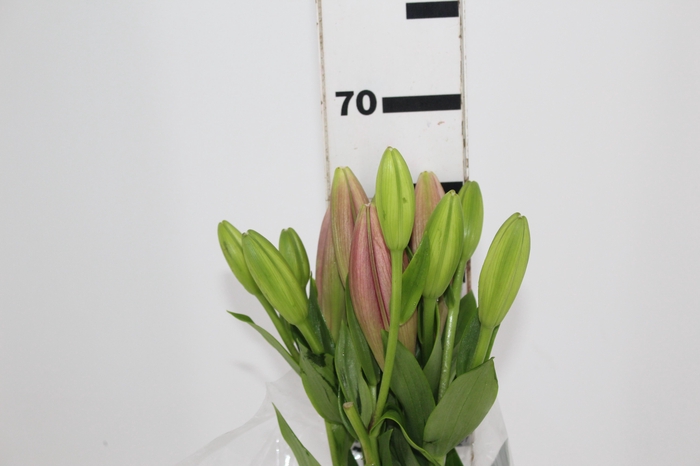 LIRIO BRINDISI 070 CM HT 2/3 FLS