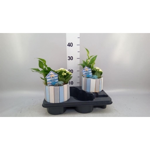Arr.   Planten L%