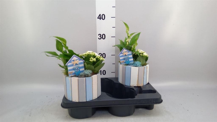 <h4>Arr.   Planten L%</h4>