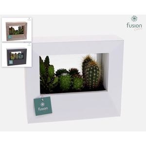 Houten schilderij met spiegel hout met Cactussen