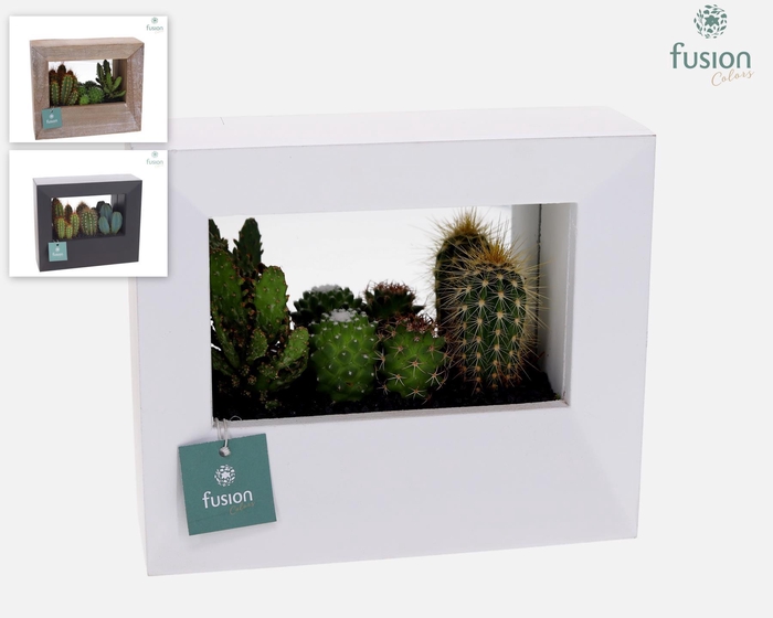 <h4>Houten schilderij met spiegel hout met Cactussen</h4>