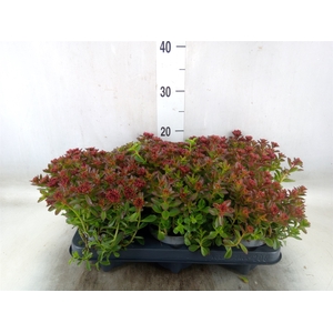 Sedum spurium 'Spot on deep Rose'