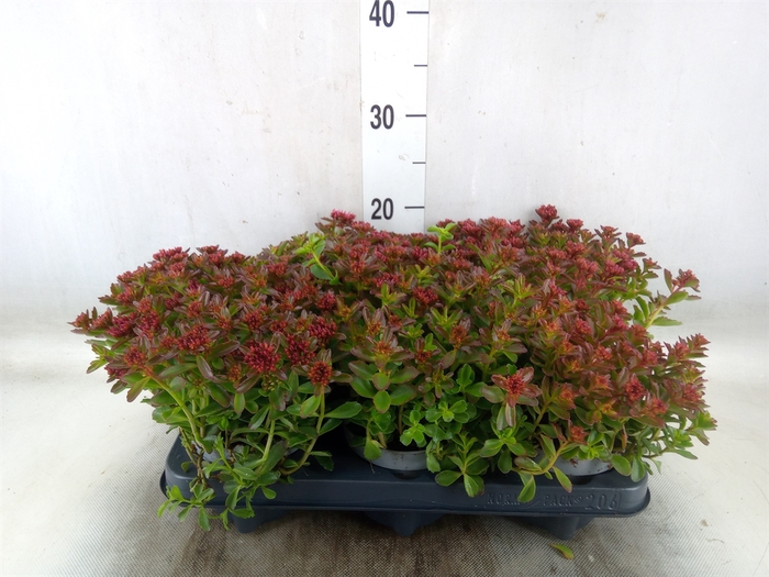 <h4>Sedum spurium 'Spot on deep Rose'</h4>