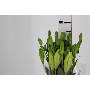 LIRIO MERCATO 080 CM HT 2/3 FLS