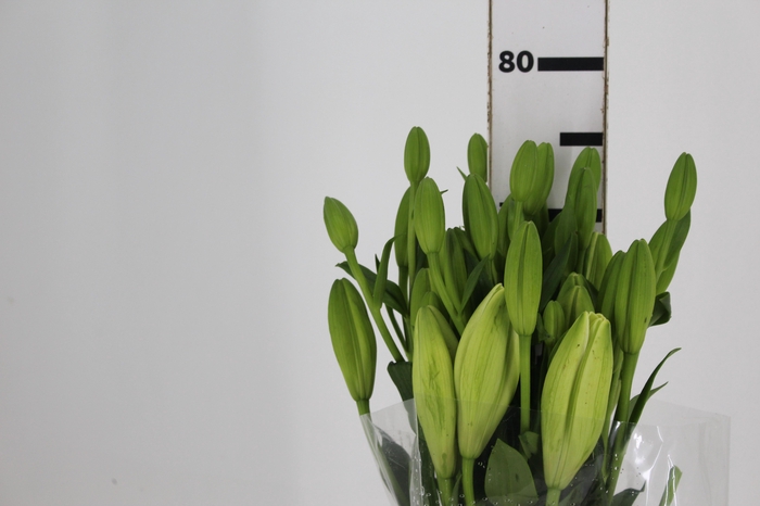 <h4>LIRIO MERCATO 080 CM HT 2/3 FLS</h4>