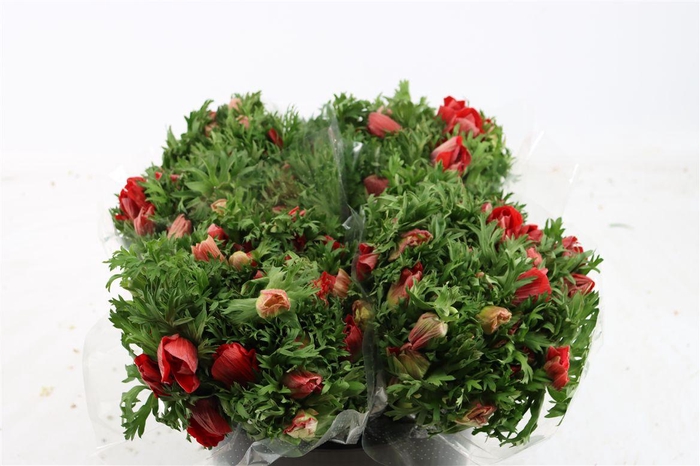 <h4>Anem Marianne Red</h4>