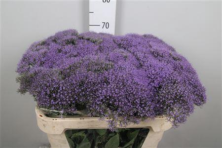 <h4>Trach Bl Lake Michig</h4>