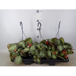 Episcia   ...