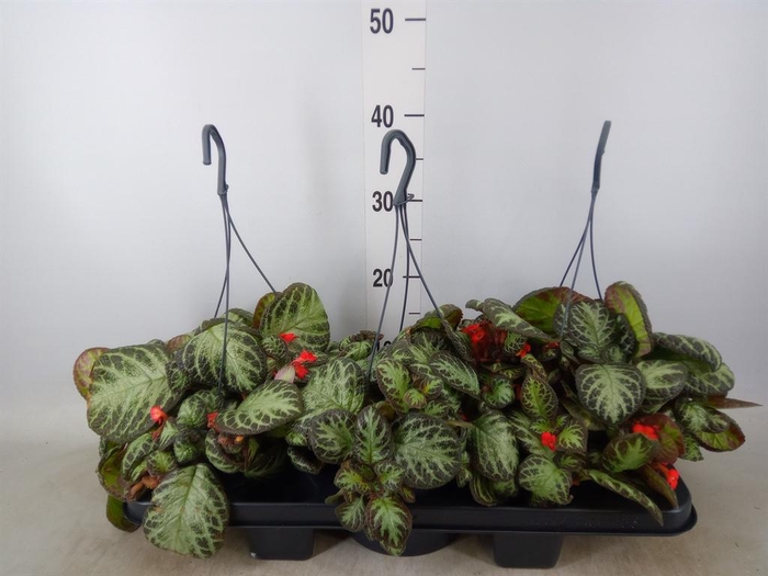 <h4>Episcia   ...</h4>