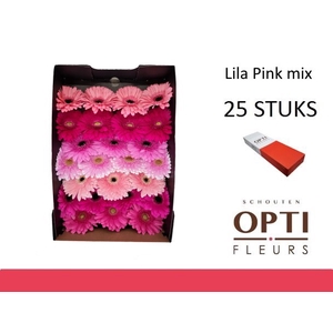 GE GR LILA PINK MIX-Doosx30