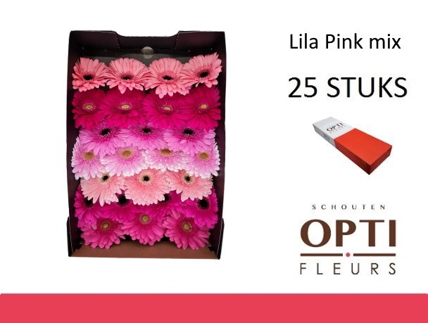 <h4>GE GR LILA PINK MIX-Doosx30</h4>