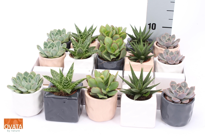 arr8 Succ Gem 5 Srt In Keramiek