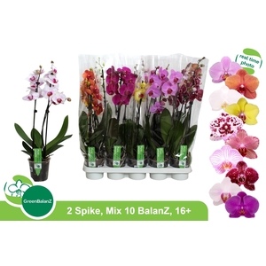 PHAL GEM 10 KL