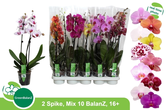 <h4>PHAL GEM 10 KL</h4>