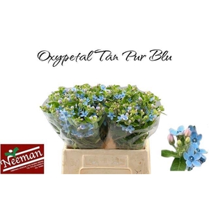 OXY CO TAN PURE BLU
