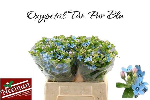 <h4>OXY CO TAN PURE BLU</h4>