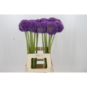 Allium Giganteum