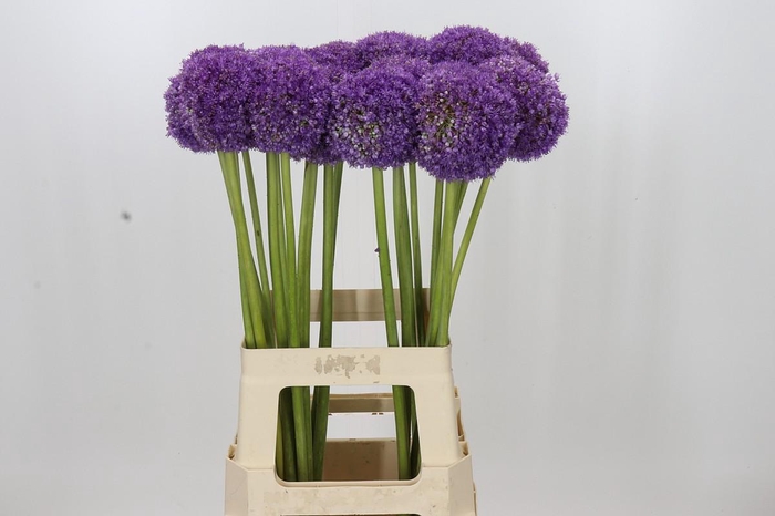 <h4>Allium Giganteum</h4>