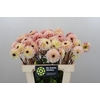 Dahlia Wine Eyed Jill