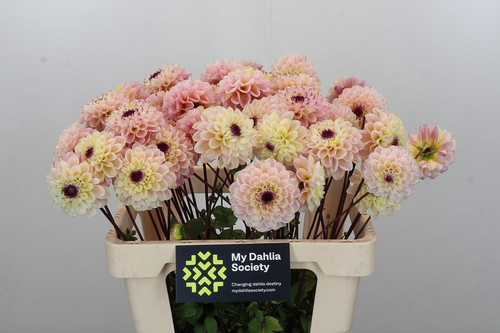 <h4>Dahlia Wine Eyed Jill</h4>