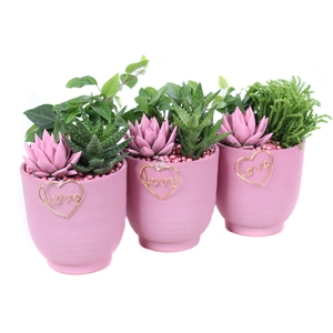 Opgemaakte valentijn groove met suc, hedera, geverfd echeveria