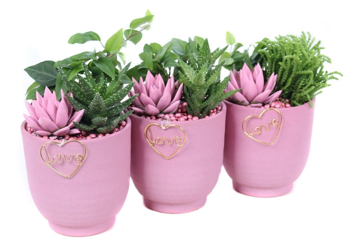<h4>Opgemaakte valentijn groove met suc, hedera, geverfd echeveria</h4>