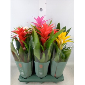 Guzmania   ...mix