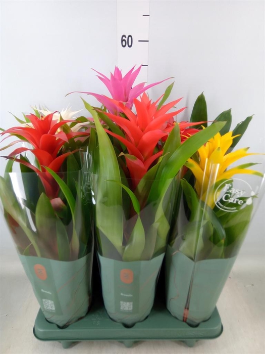 <h4>Guzmania   ...mix</h4>