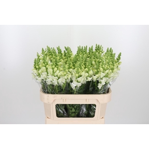 Antir Poto Ivory White