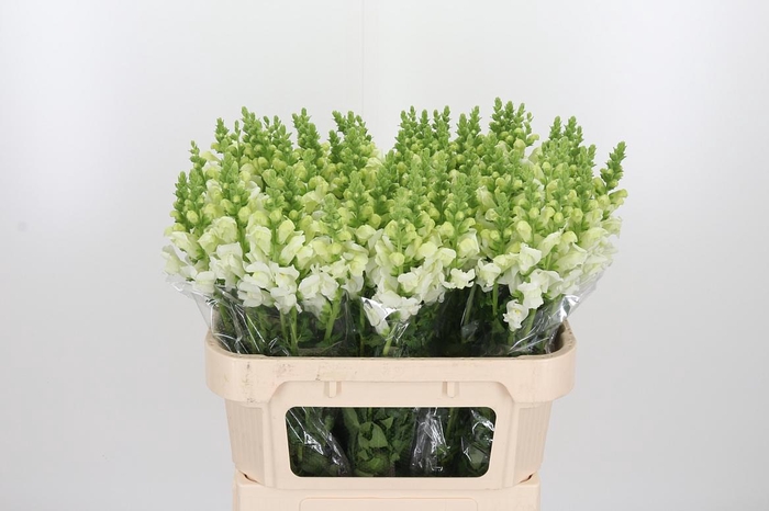 <h4>Antir Poto Ivory White</h4>