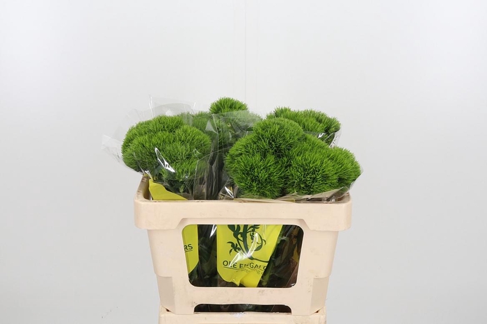 <h4>Di Barb Kiwi Mellow</h4>