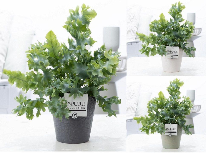 <h4>Phlebodium Davana in P&PURE Ruby ceramics ass.3</h4>