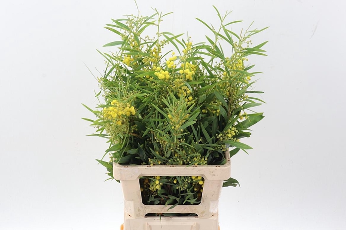 <h4>Acacia Bl Retino Bs</h4>