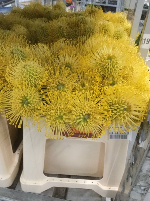 LEUCO NUTANS HIGH GOLD*