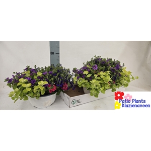 PERKPL GEM IN POT