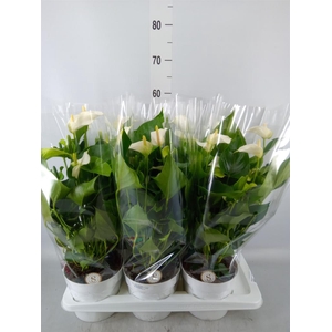 Anthurium andr. 'White Champion'