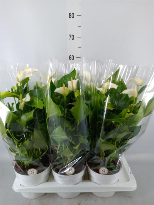 <h4>Anthurium andr. 'White Champion'</h4>