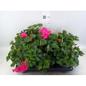 Pelargonium pelt. 'Balkon Roze'