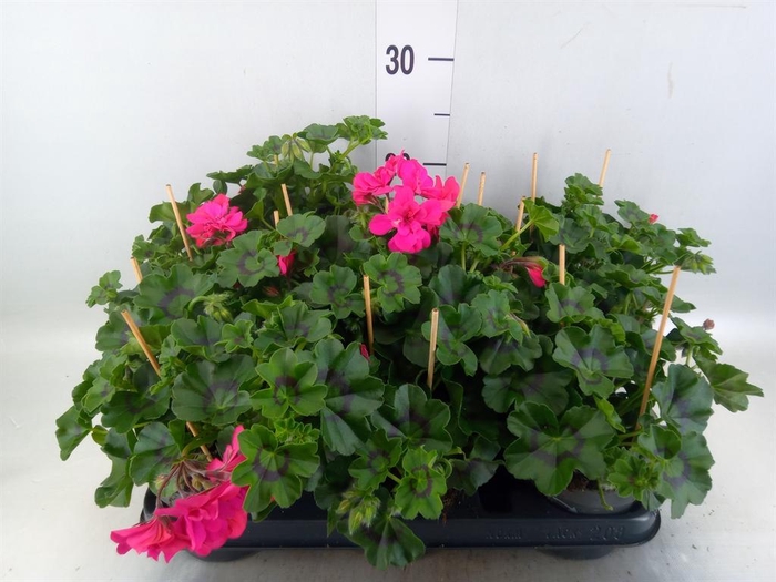 <h4>Pelargonium pelt. 'Balkon Roze'</h4>