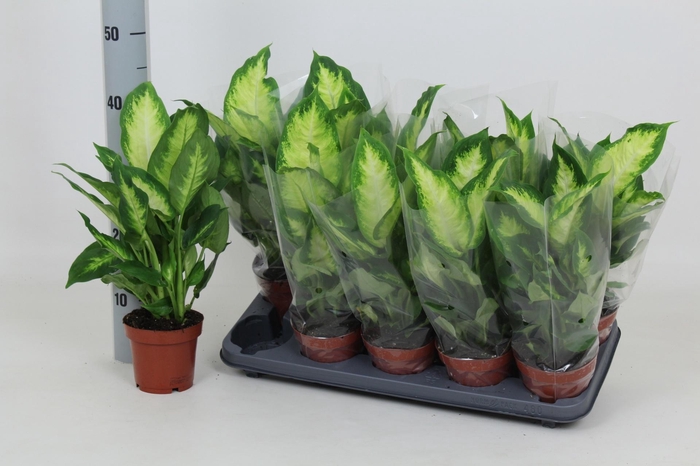 <h4>DIEFF CAMILLA</h4>