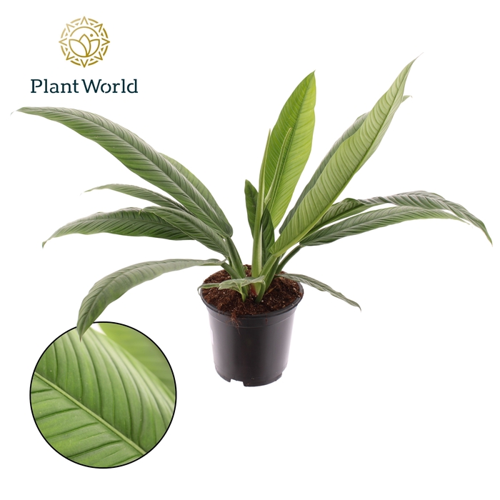 <h4>Philodendron Campiii p19</h4>