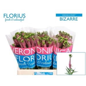 VERON SMART BIZARRE