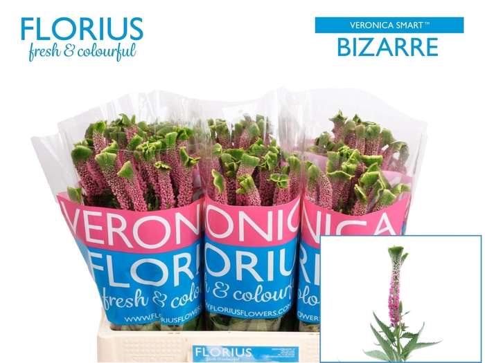 <h4>VERON SMART BIZARRE</h4>