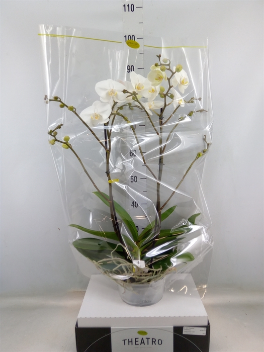 <h4>Phalaenopsis   ...white</h4>