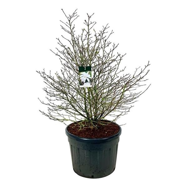 <h4>Magnolia stellata</h4>